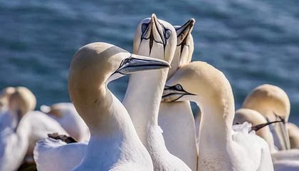 开云体育app下载-皇马顺利晋级八强，尤文止步16强，皇马尤文交战记录