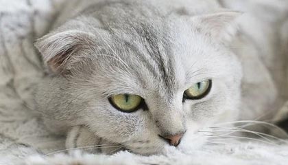 开云体育app下载-皇马顺利晋级八强，尤文止步16强，皇马尤文交战记录